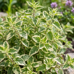 Origanum vulgare ‘Variegata’ – detaliu, imagine orientativă