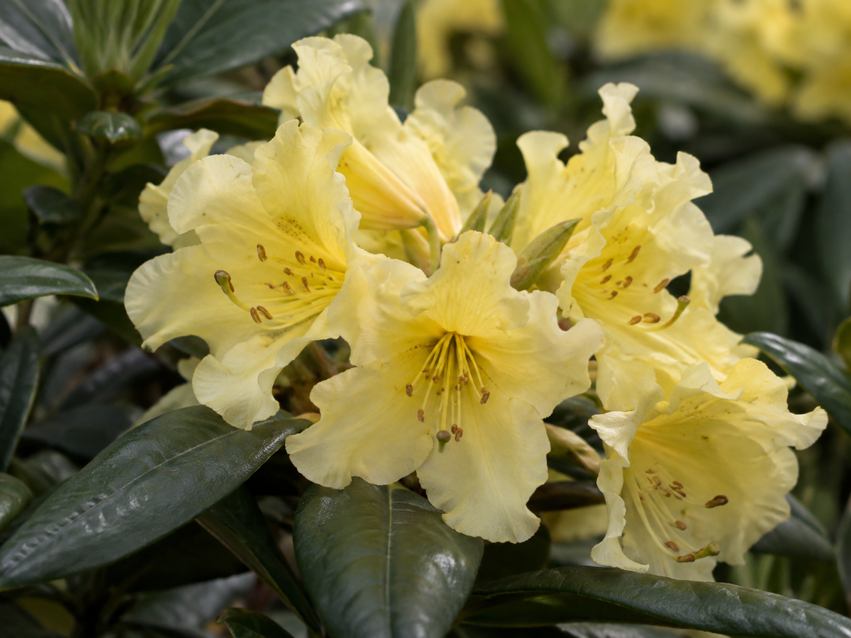 Rhododendron Yellow Petticoats – illusztratív növénykép 3