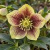Helleborus ‘Rio Carnival’