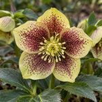 Helleborus ‘Rio Carnival’