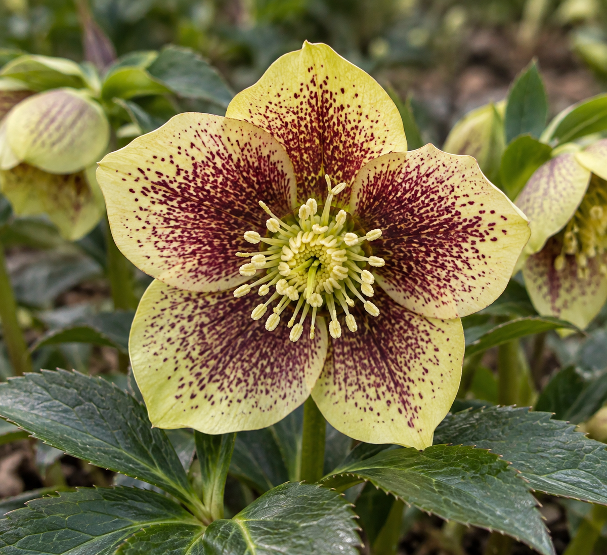 Helleborus ‘Rio Carnival’
