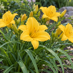 Hemerocallis ‘Stella de Oro’