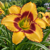 Hemerocallis ‘Blazing Glory’