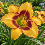 Hemerocallis ‘Blazing Glory’
