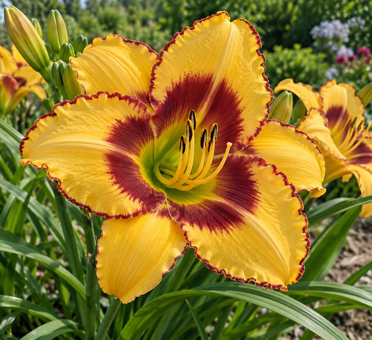 Hemerocallis ‘Blazing Glory’
