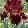 Iris germanica ‘Dark Red’ – ilustrație orientativă