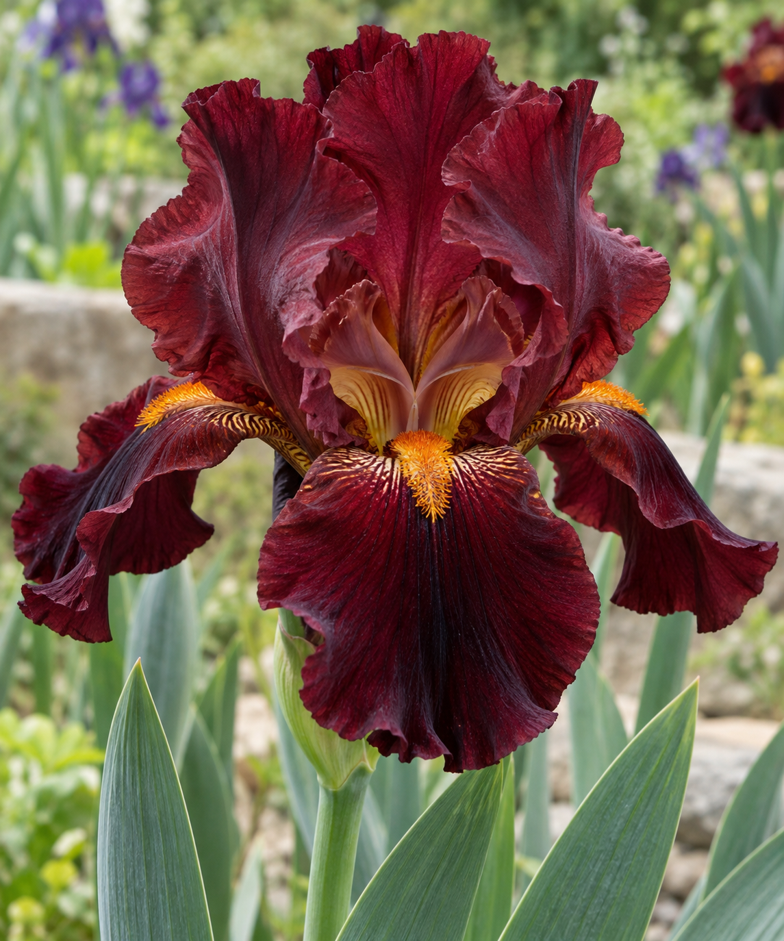 Iris germanica ‘Dark Red’ – ilustrație orientativă