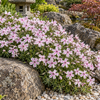 Brumărele târâtoare – Phlox subulata ‘Kimono’ – plantă matură în grădină. Imagine ilustrativă.