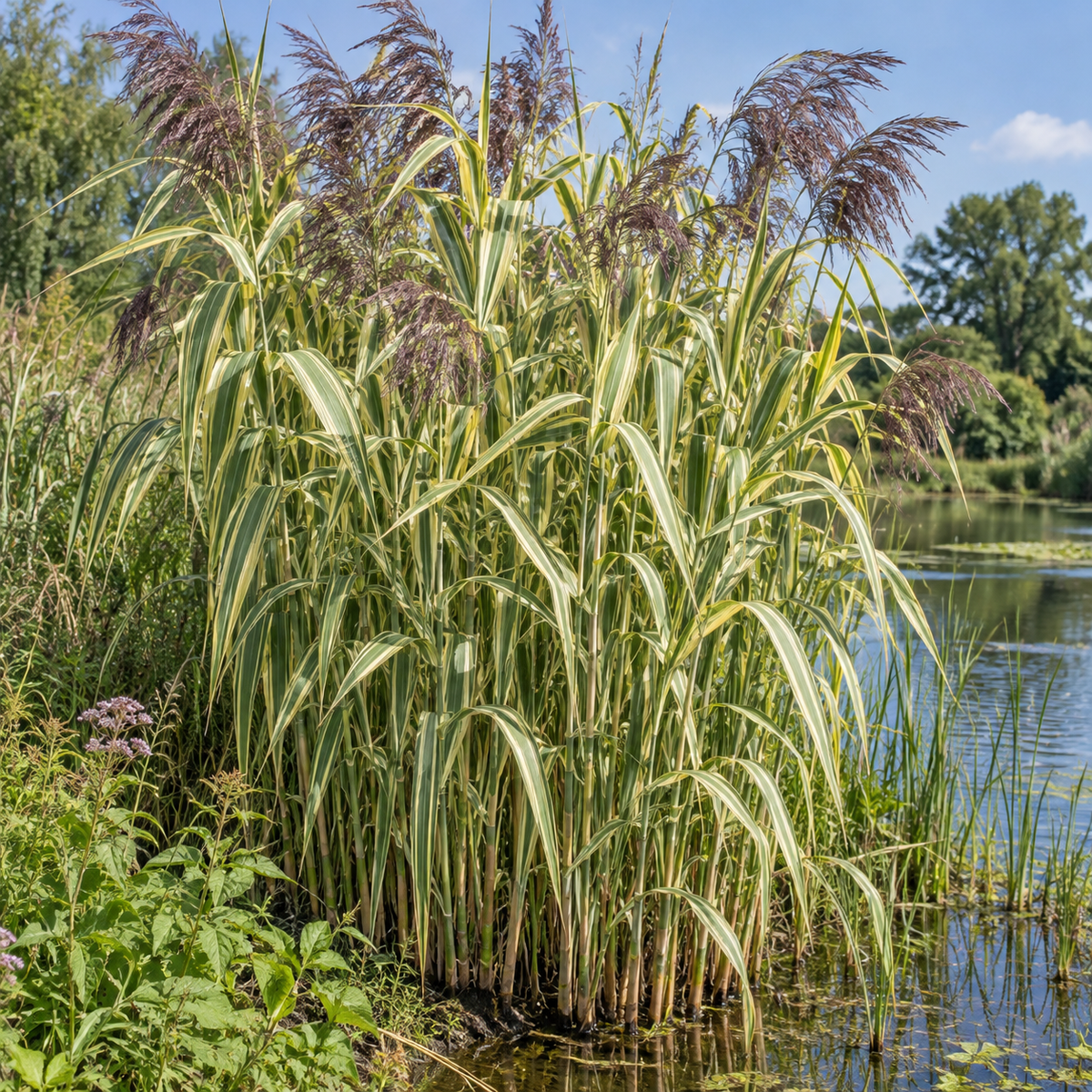 Phragmites australis ‘Variegatus’ – stuf variegat la iaz