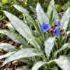Pulmonaria ‘Samourai’ – detaliu al frunzelor argintii și florilor