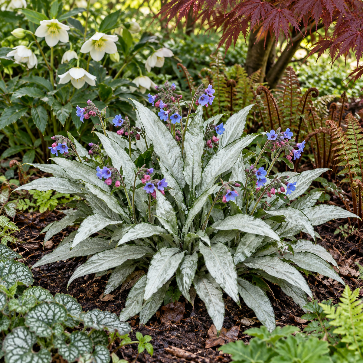 Pulmonaria ‘Samourai’ – exemplu de amenajare în grădină