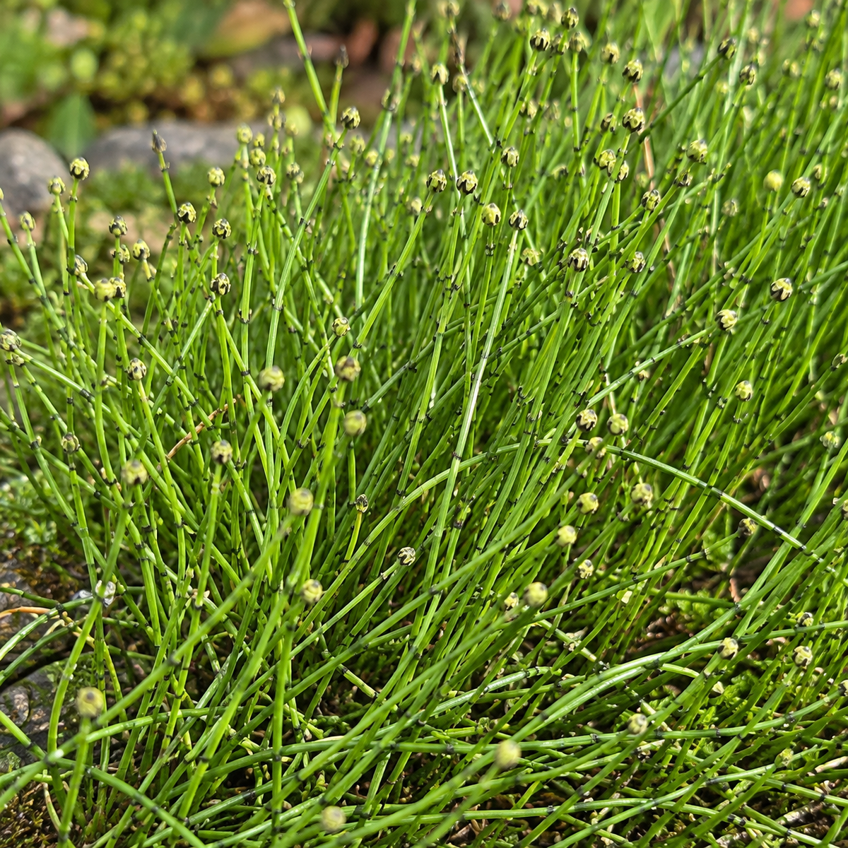Equisetum scirpoides – detaliu ornamental