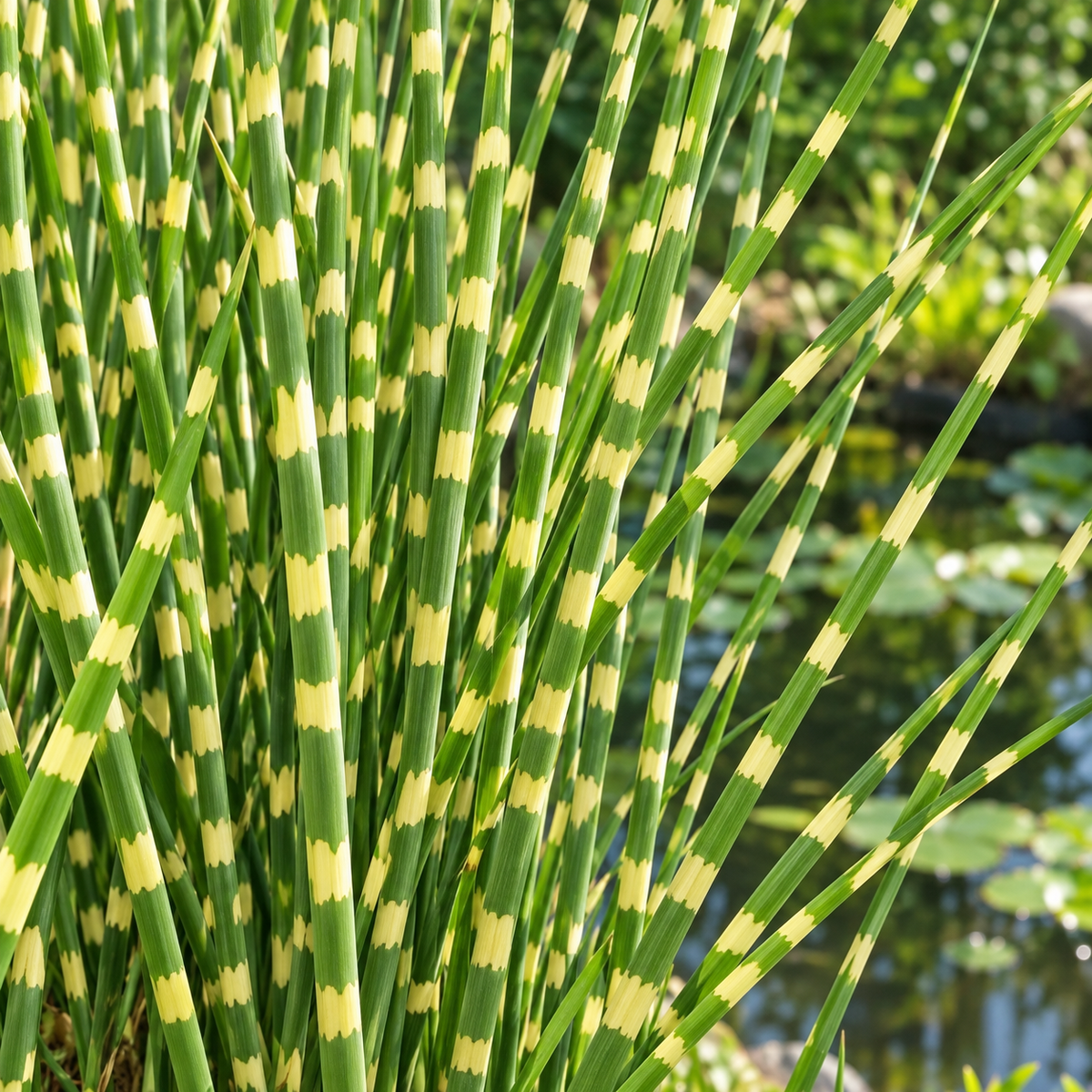 Scirpus tabernaemontani ‘Zebrinus’ – detaliu botanic