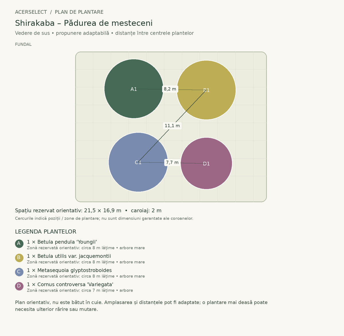 Plan de plantare, vedere de sus – Shirakaba – Pădurea de mesteceni