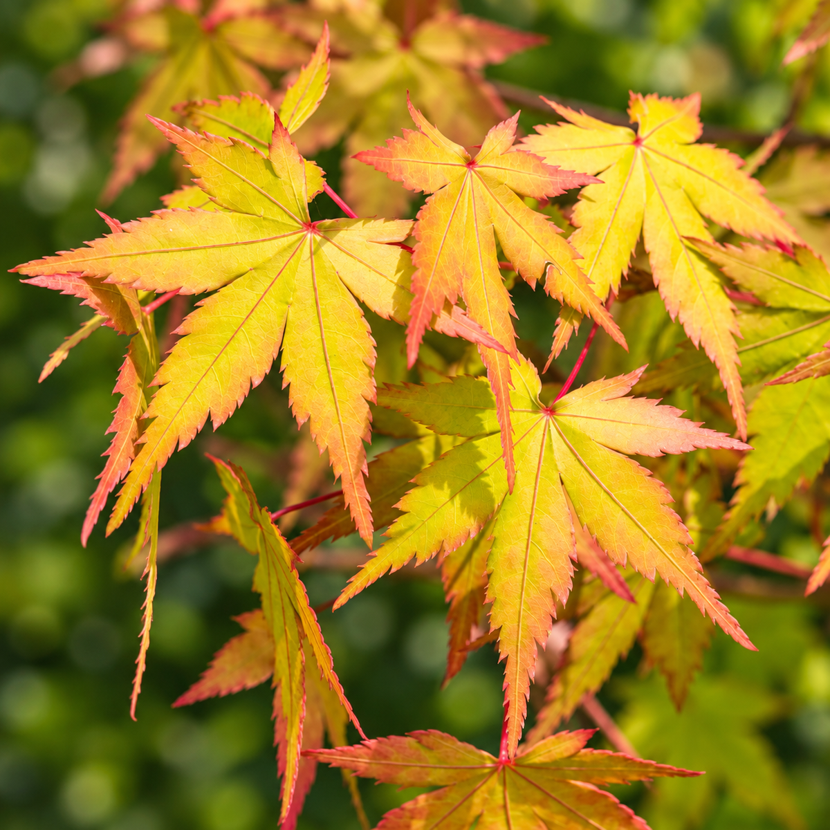 Acer palmatum ‘Summer Gold’ – detaliu frunze
