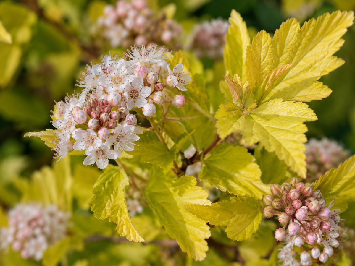 Physocarpus Darts Gold – illusztratív növénykép 3