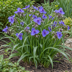 Tradescantia ‘Blue Stone’ – flori albastre și frunziș îngust