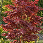 Acer palmatum ‘Trompenburg’ – în grădină