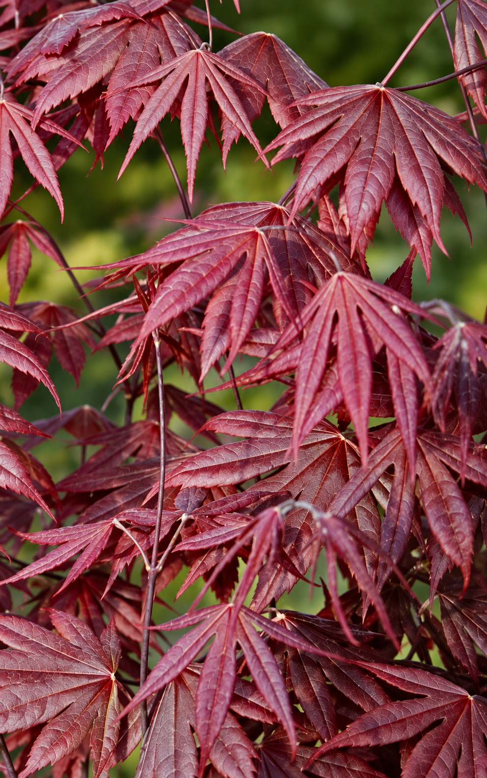 Acer palmatum ‘Trompenburg’ – detaliu frunze