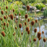 Typha minima – detaliu al inflorescențelor