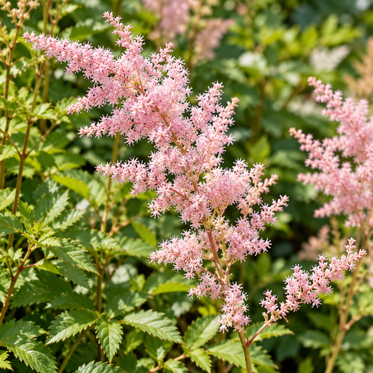 Astilbe ‘Venus’ – detaliu al florilor