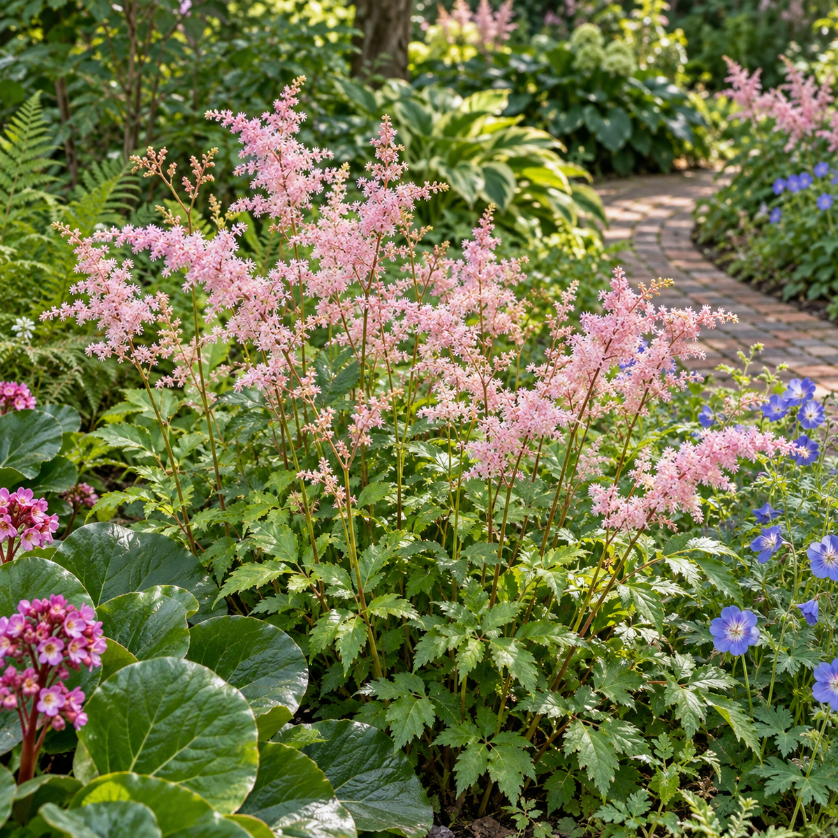 Astilbe ‘Venus’ – exemplu de amenajare în grădină