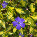 Vinca minor ‘Illumination’ – detaliu al frunzelor aurii și florilor albastre