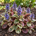Ajuga reptans Burgundy Glow cu frunziș pestriț și flori albastre-violete. Imagine ilustrativă.