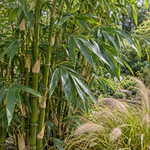 Pseudosasa japonica – detaliu (imagine ilustrativă)