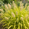 Pennisetum Hameln Gold – detaliu (imagine ilustrativă)
