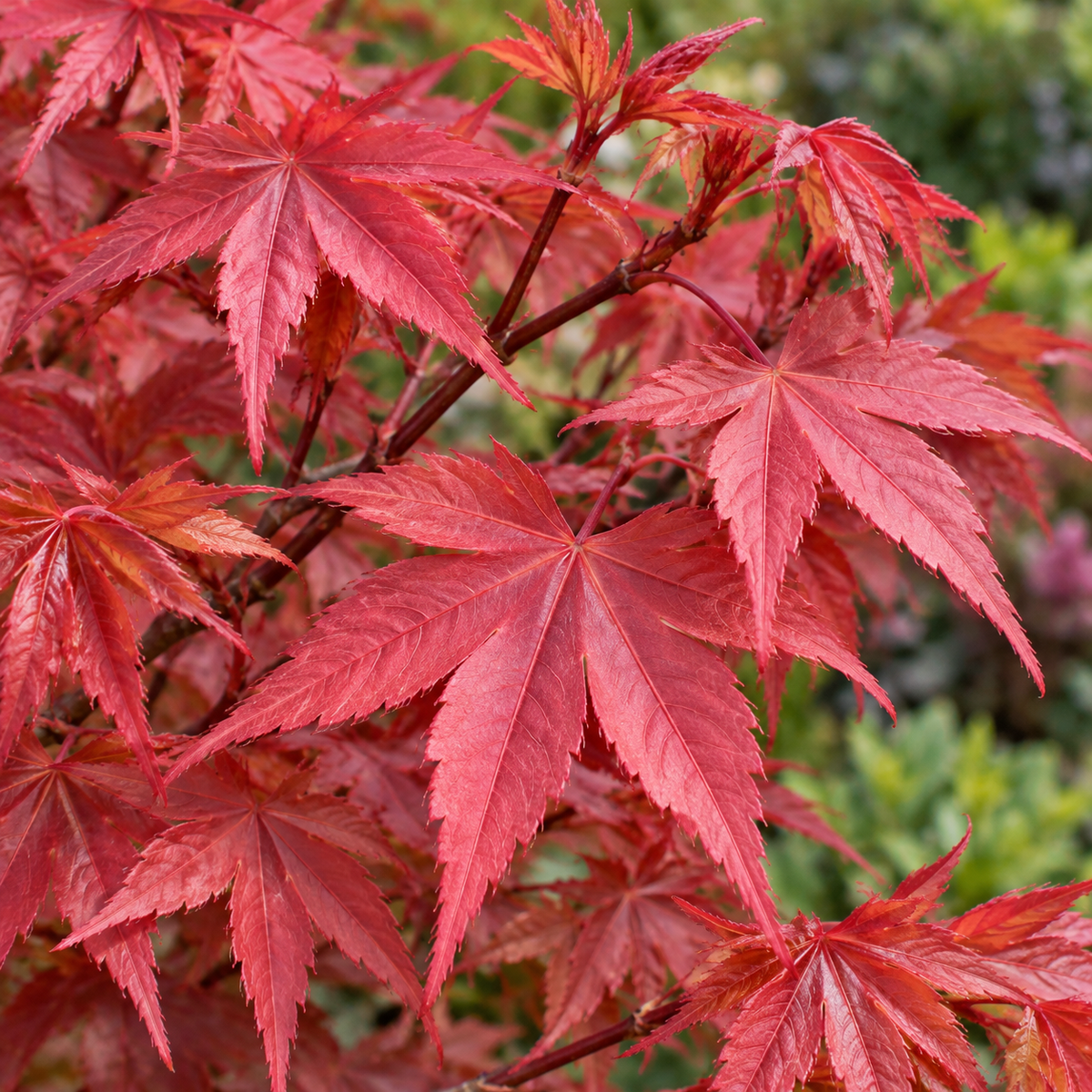 Acer palmatum Beni Maiko – imagine ilustrativă