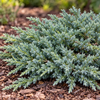 Juniperus squamata 'Blue Carpet' – detaliu al frunzișului și portului, imagine ilustrativă