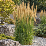 Calamagrostis ‘Karl Foerster’ – ilustrație AI