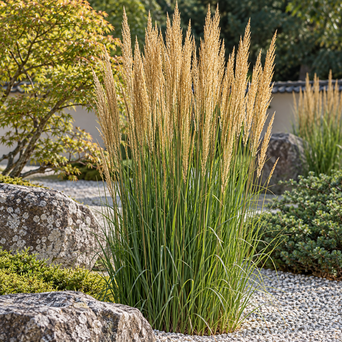 Calamagrostis ‘Karl Foerster’ – ilustrație AI