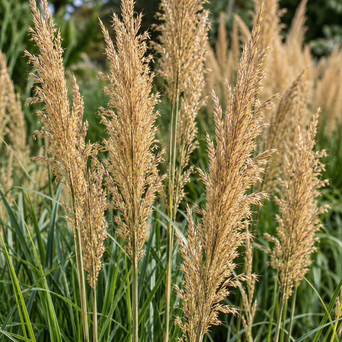 Calamagrostis ‘Karl Foerster’ – ilustrație AI