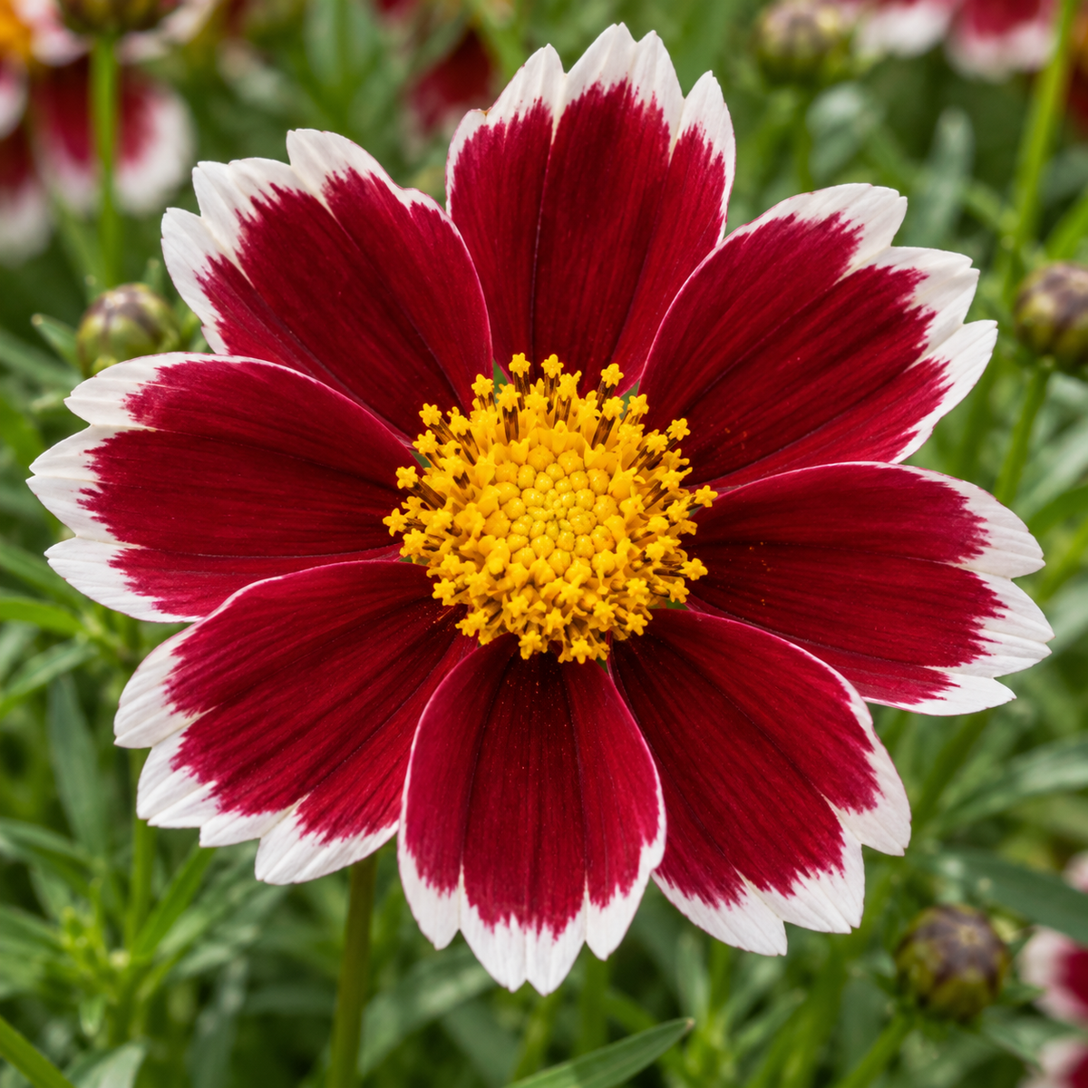 Coreopsis ‘Ruby Frost’ – ilustrație AI