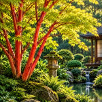 Acer palmatum ‘Sango-kaku’ — AcerSelect