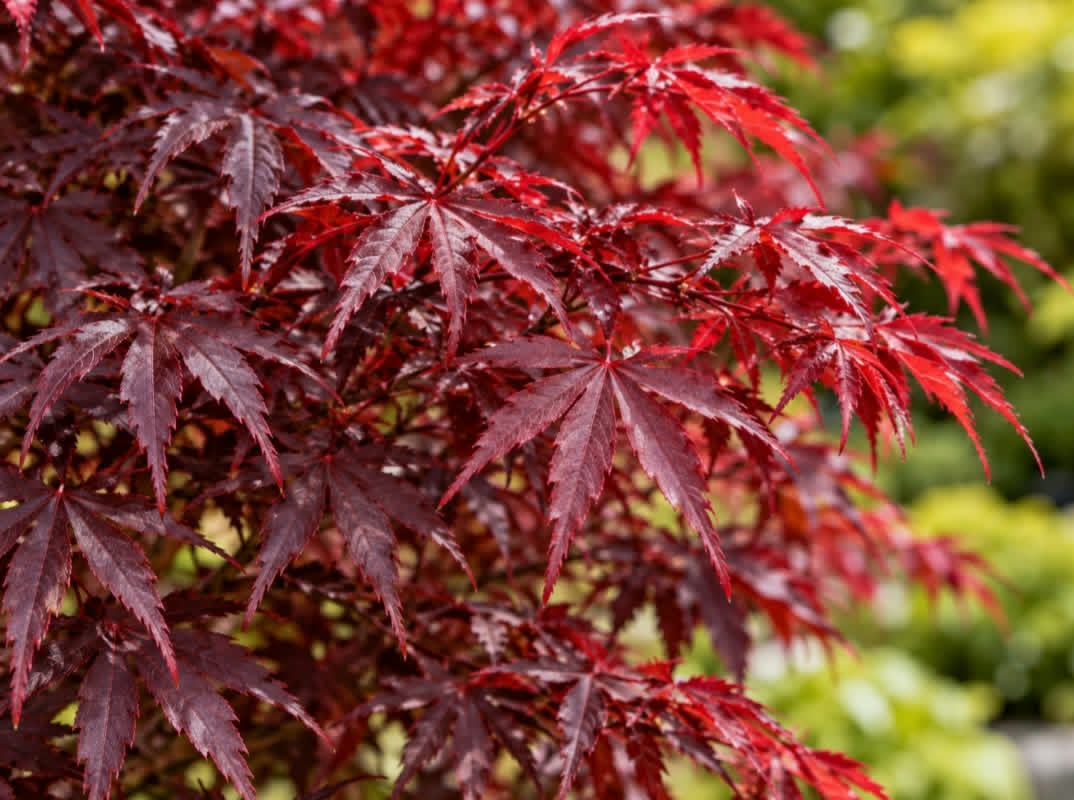 Acer palmatum ‘Shaina’ — AcerSelect