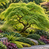 Acer palmatum dissectum ‘Viridis’ — AcerSelect