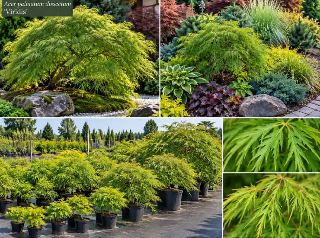 Acer palmatum dissectum ‘Viridis’ — AcerSelect