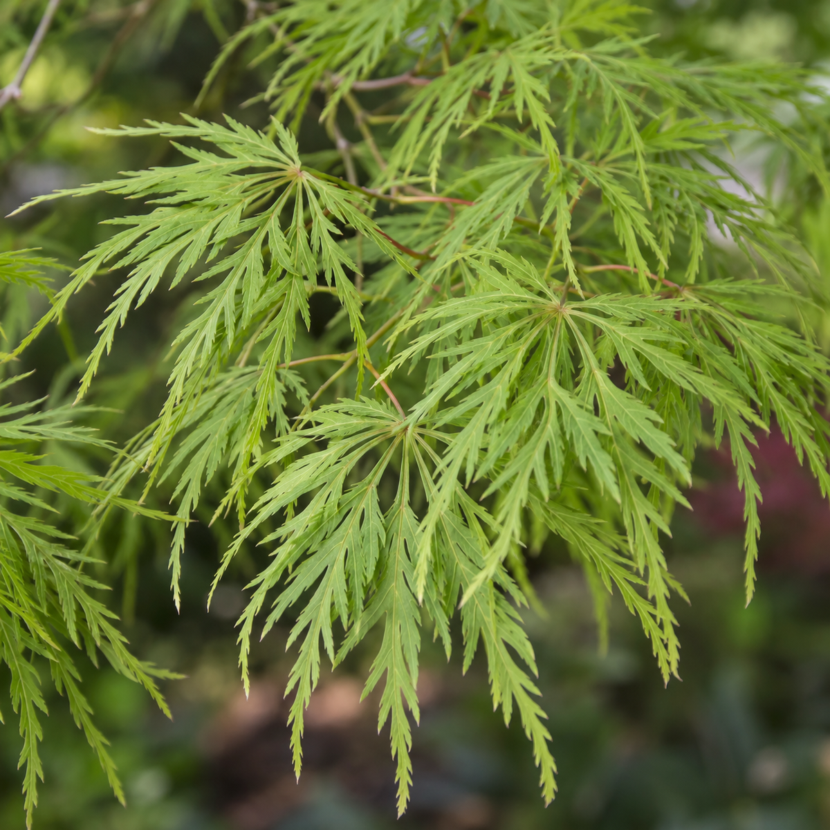 Acer palmatum Emerald Lace – imagine ilustrativă