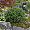 Thuja occidentalis 'Tiny Tim'