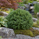 Thuja occidentalis 'Tiny Tim'