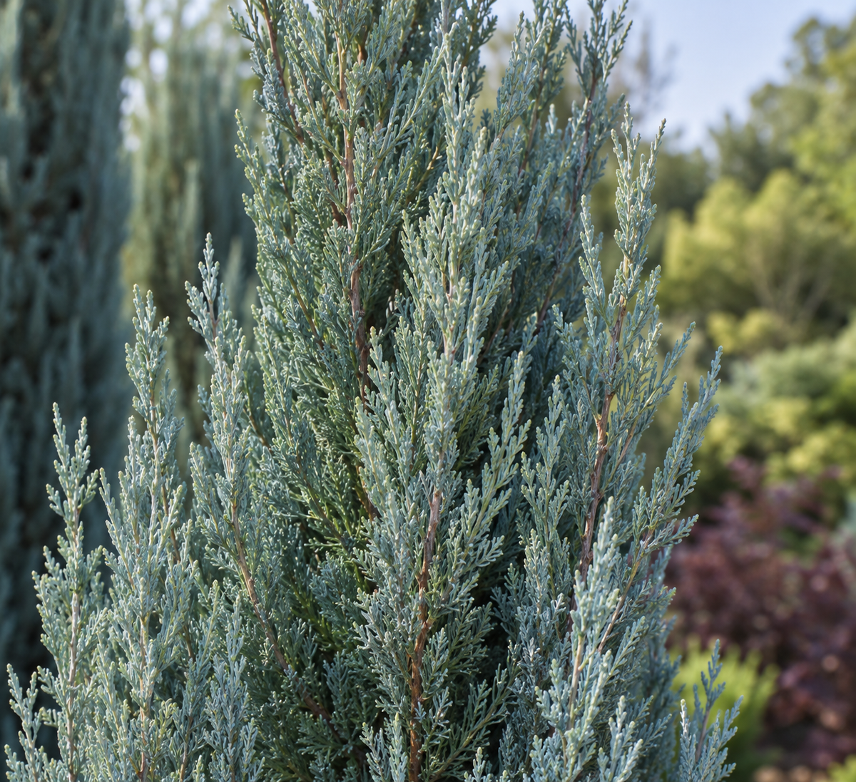 Juniperus scopulorum 'Blue Arrow'