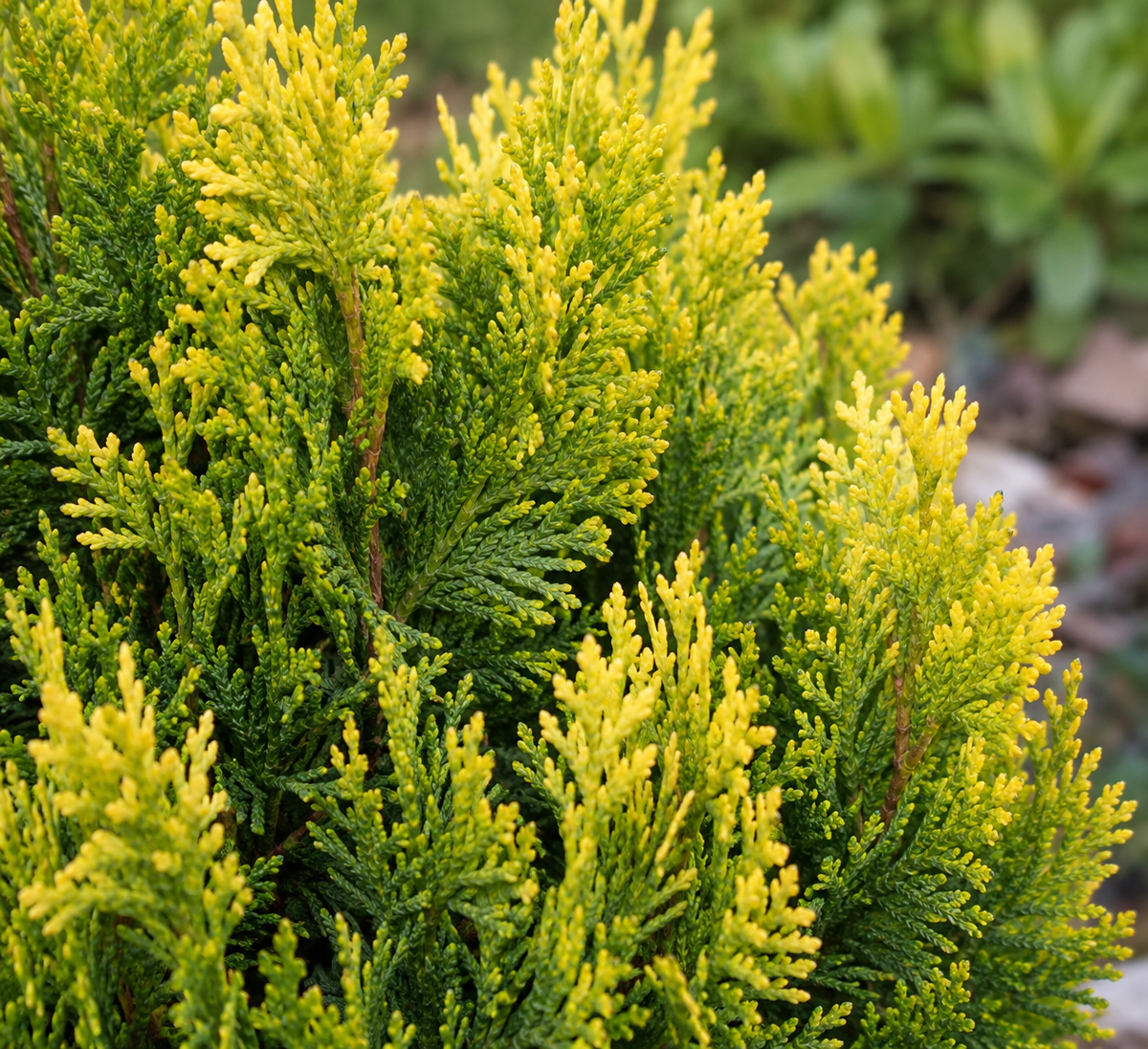 Thuja orientalis 'Aurea Nana'