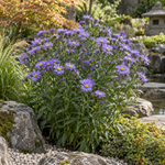 Aster de toamnă – Aster novi-belgii ‘Schöne von Dietlikon’