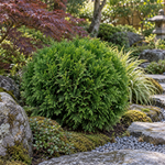 Thuja occidentalis 'Danica'