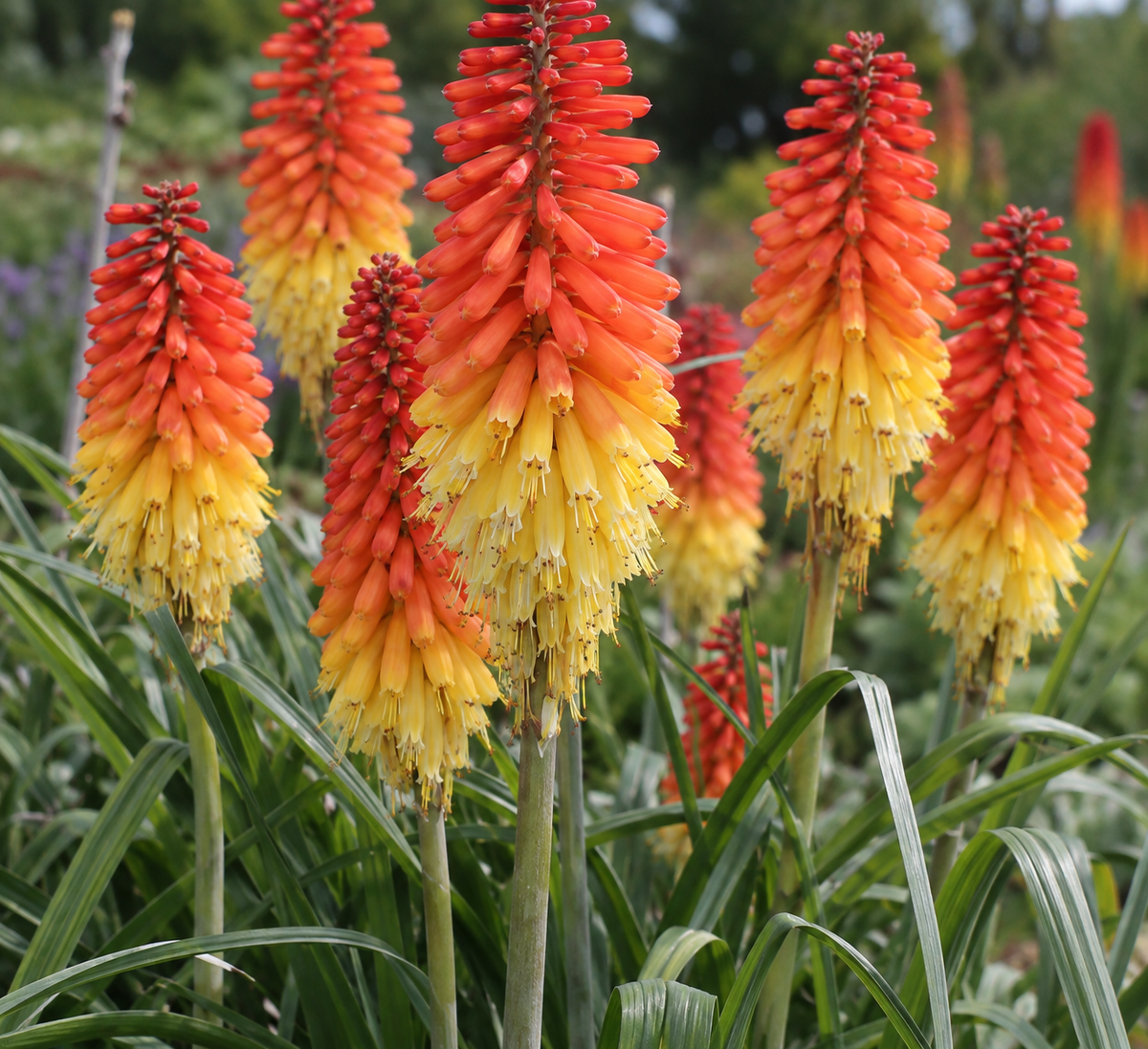 Crin torță – Kniphofia ‘Flamenco’