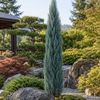 Juniperus scopulorum 'Blue Arrow'