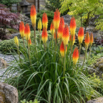 Crin torță – Kniphofia ‘Flamenco’